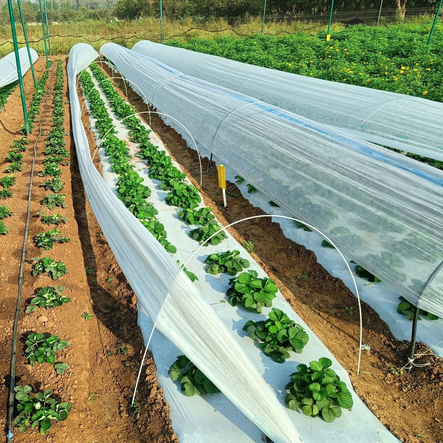 Primary Crop Support Net field installation