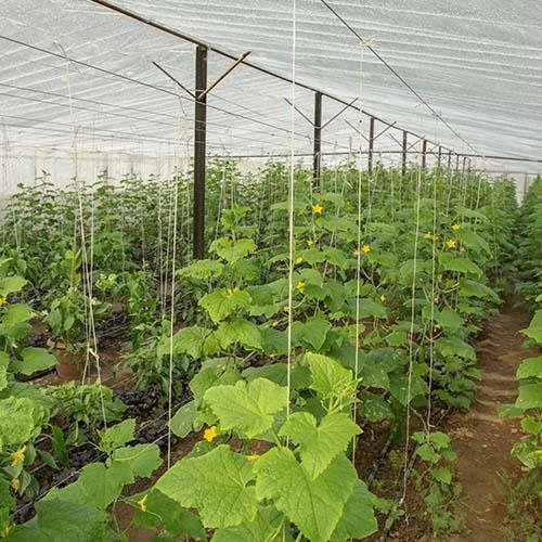 Primary Agri. Thread field installation