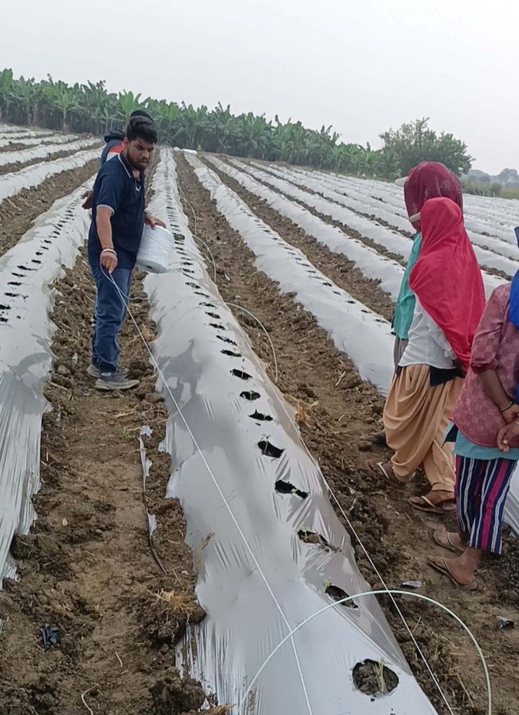 Farmers tying agricultural thread between fiber sticks