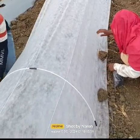 Farmers securing Crop Cover with plastic clips and pressing the edges into soil