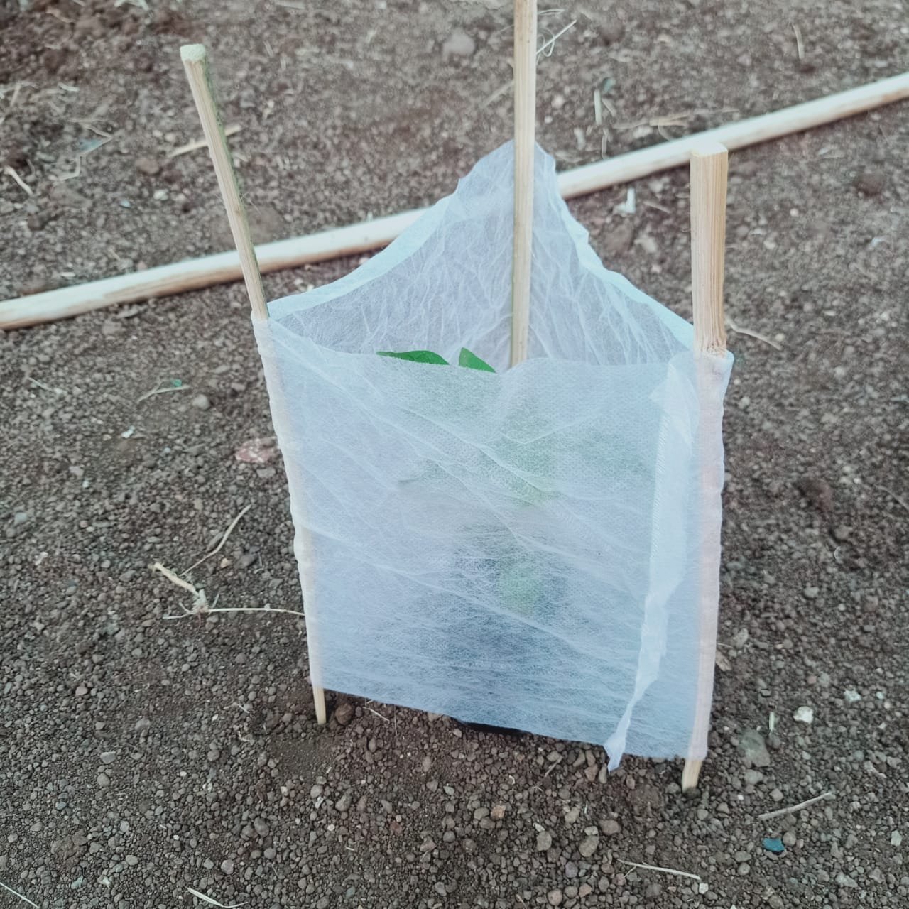 Protected individual plants