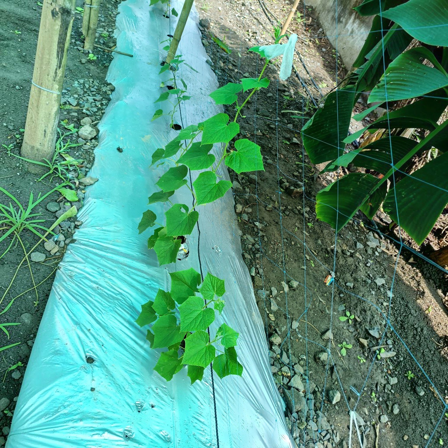 Crop Support Net close-up