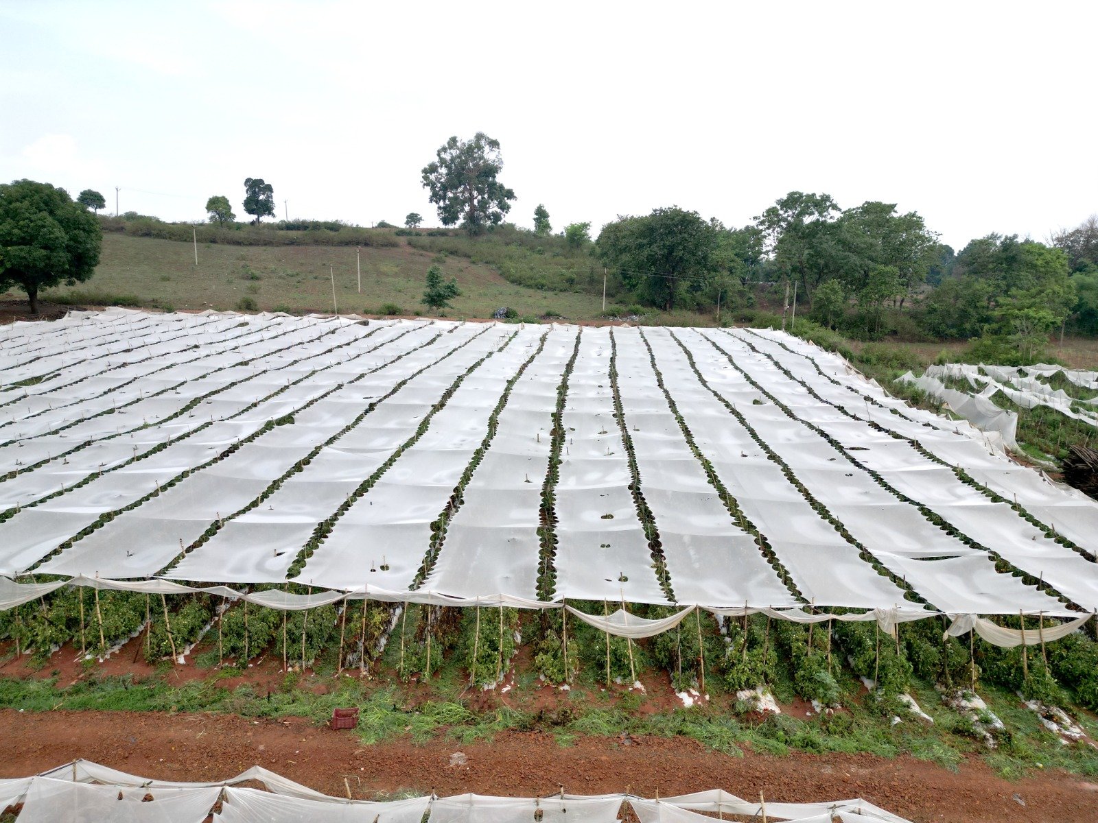 Primary Gro Netlon Cover field installation
