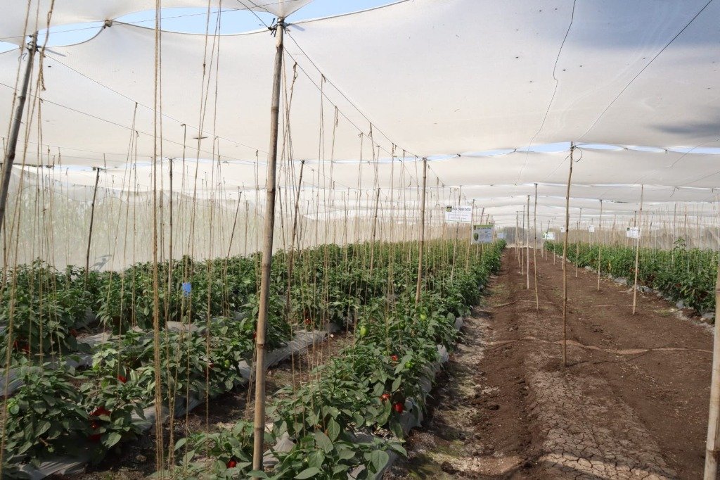 Gro Netlon Cover installation